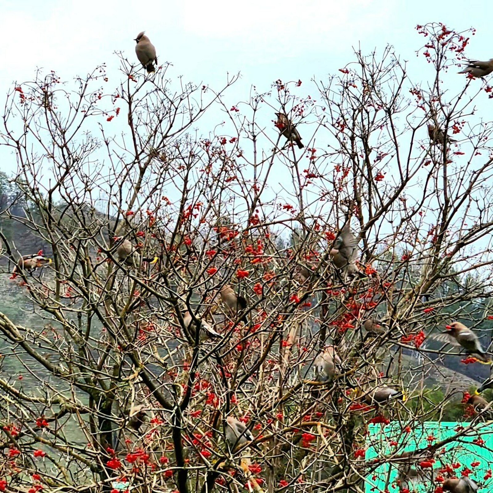 Сотрудница нацпарка "Башкирия" рассказала об охотниках за ягодами
