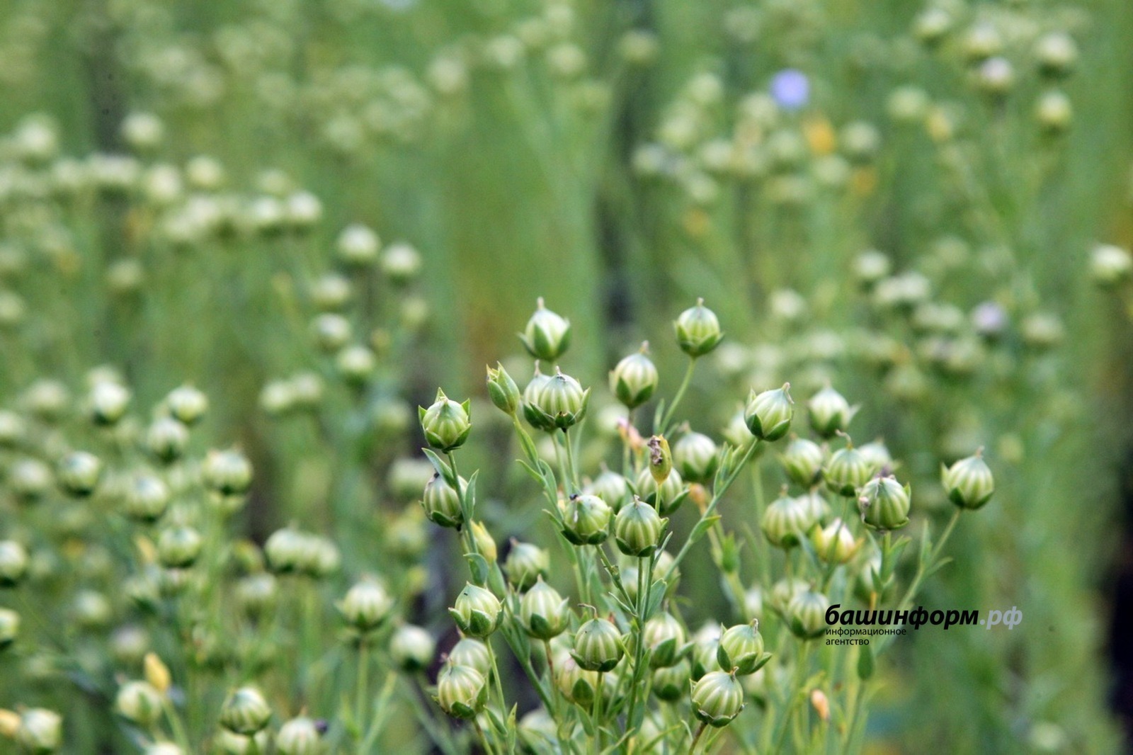 Лён от производителей Башкирии пользуется большим спросом в Китае
