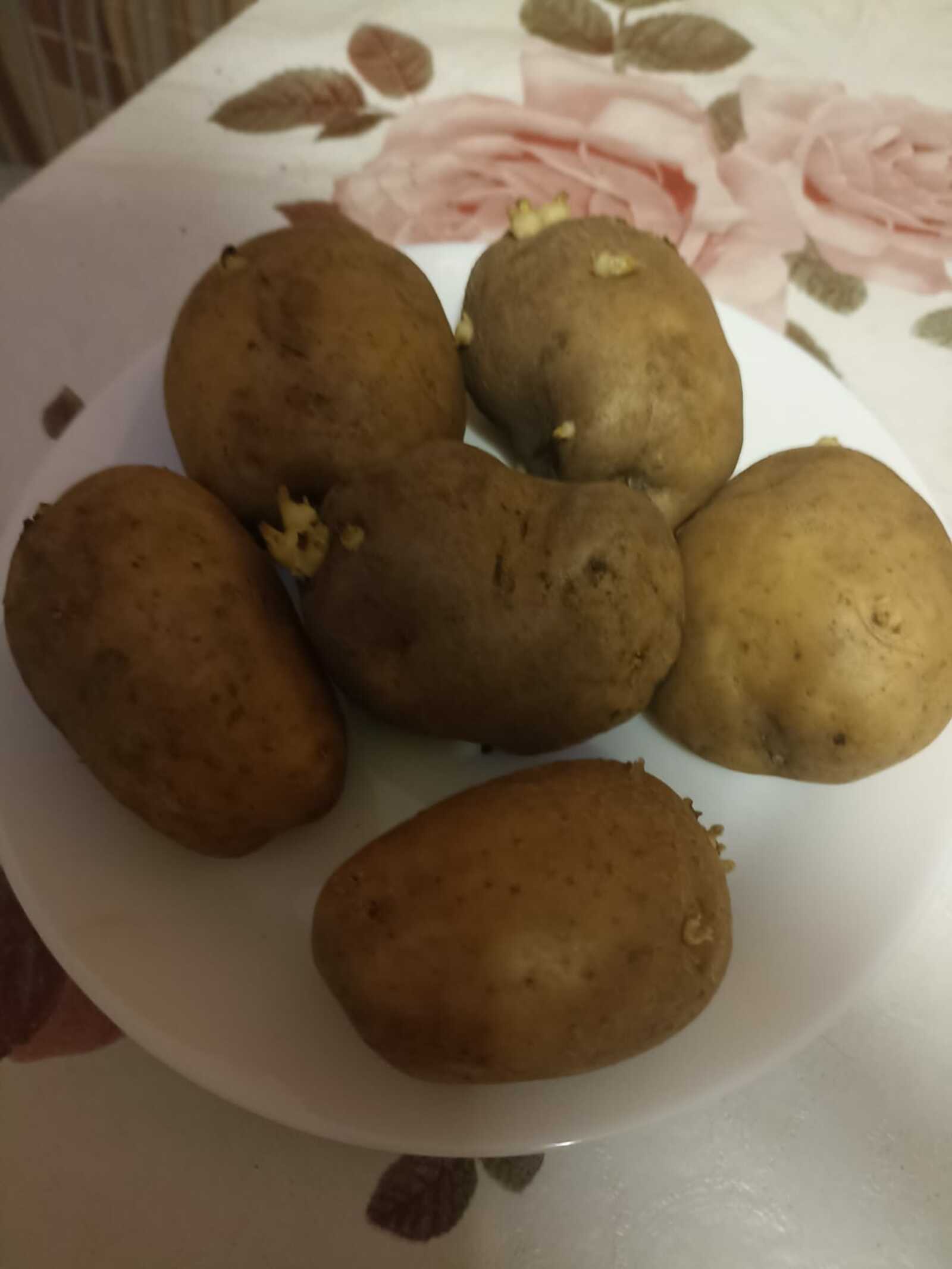 Сажать картошку собирается каждый четвертый житель Башкирии