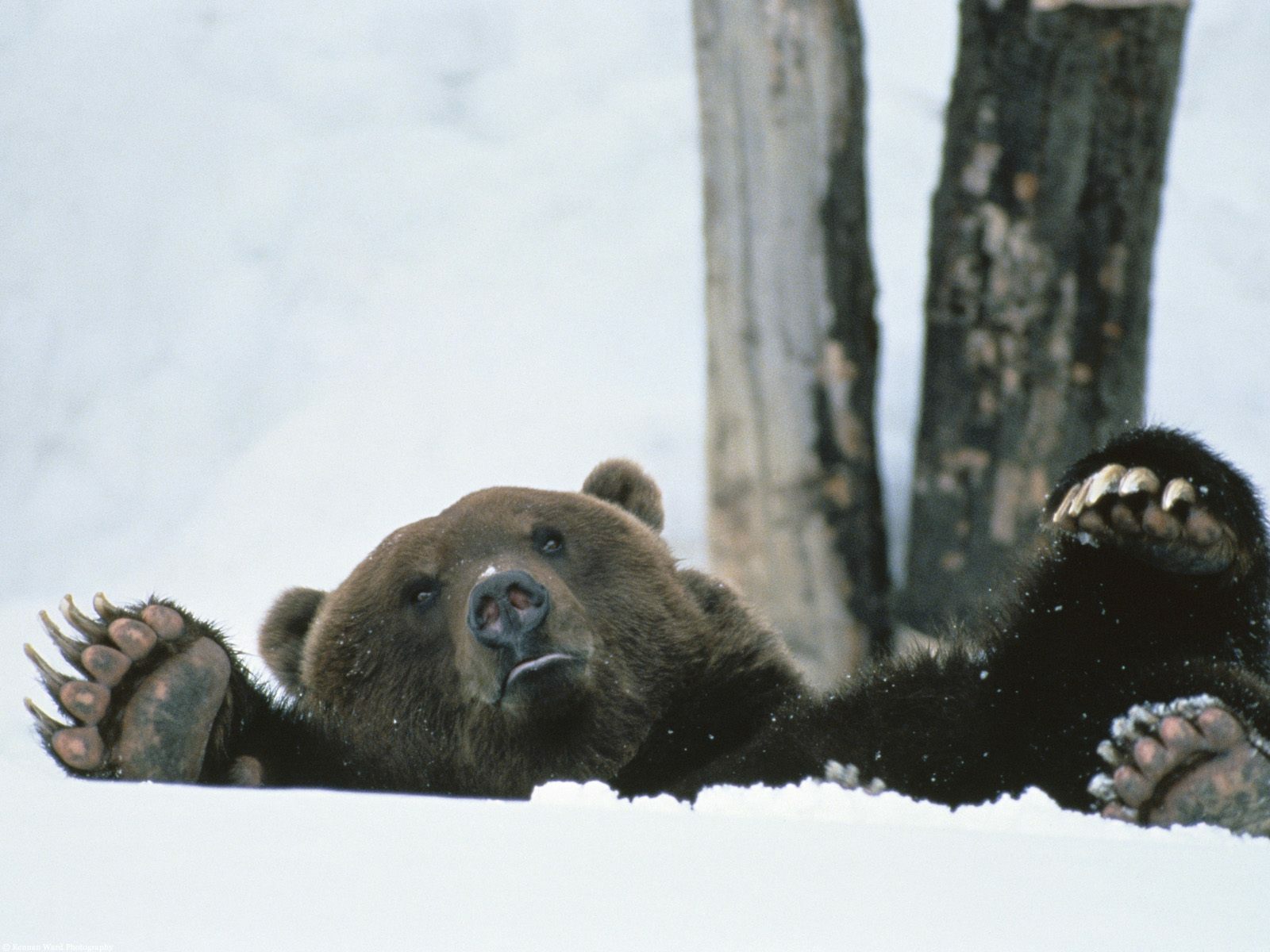 В лесах Башкортостана начали просыпаться медведи