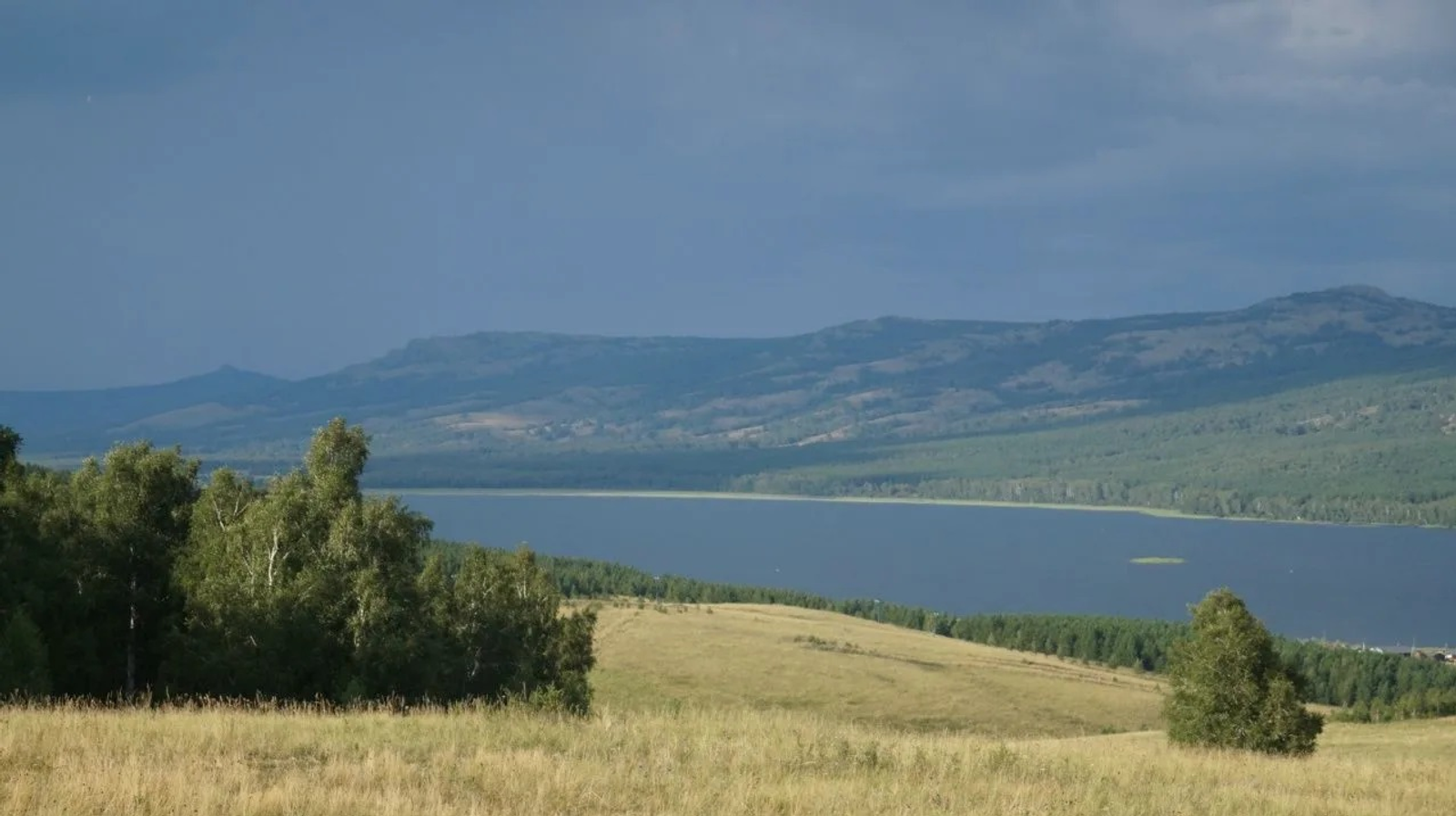 На берегу озера Талкас будут высажены 2000 сосен