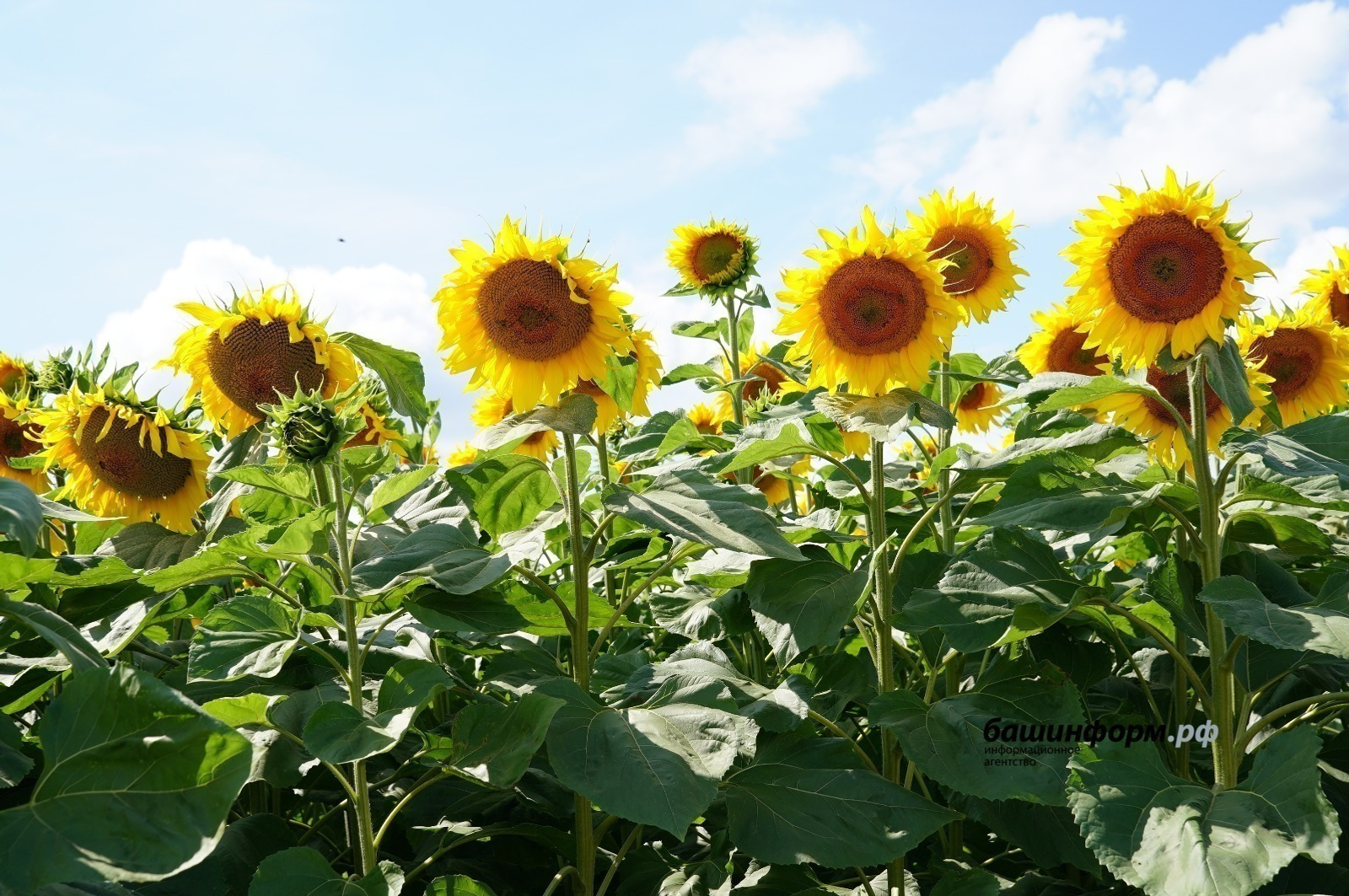 Башкирия экспортировала ценную кормовую добавку для животных