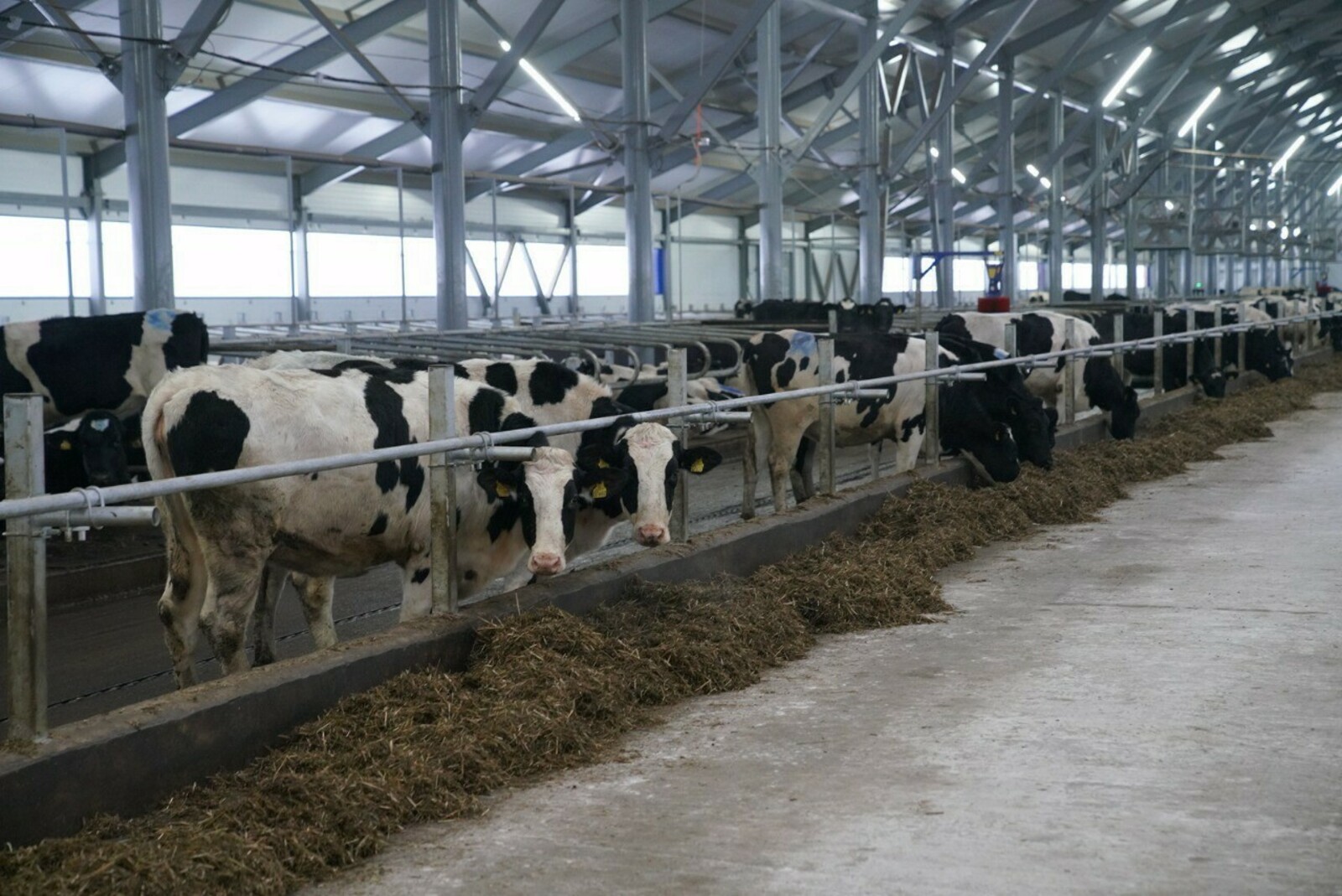 В Башкирии начало работу крупнейшее молочное производство