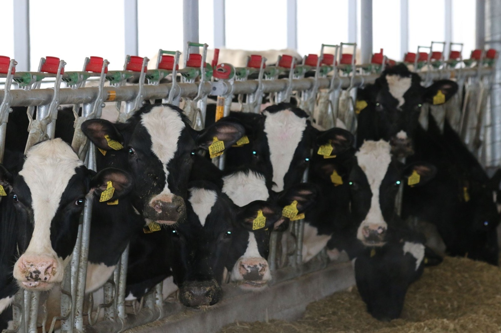 Половина произведённого в Башкирии молока приходится на племхозяйства