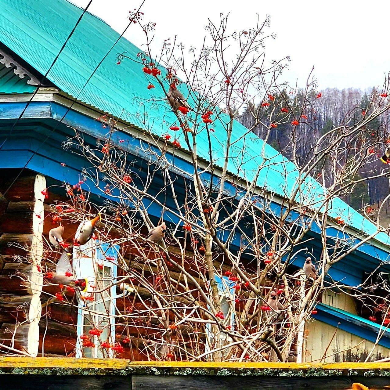 Сотрудница нацпарка "Башкирия" рассказала об охотниках за ягодами