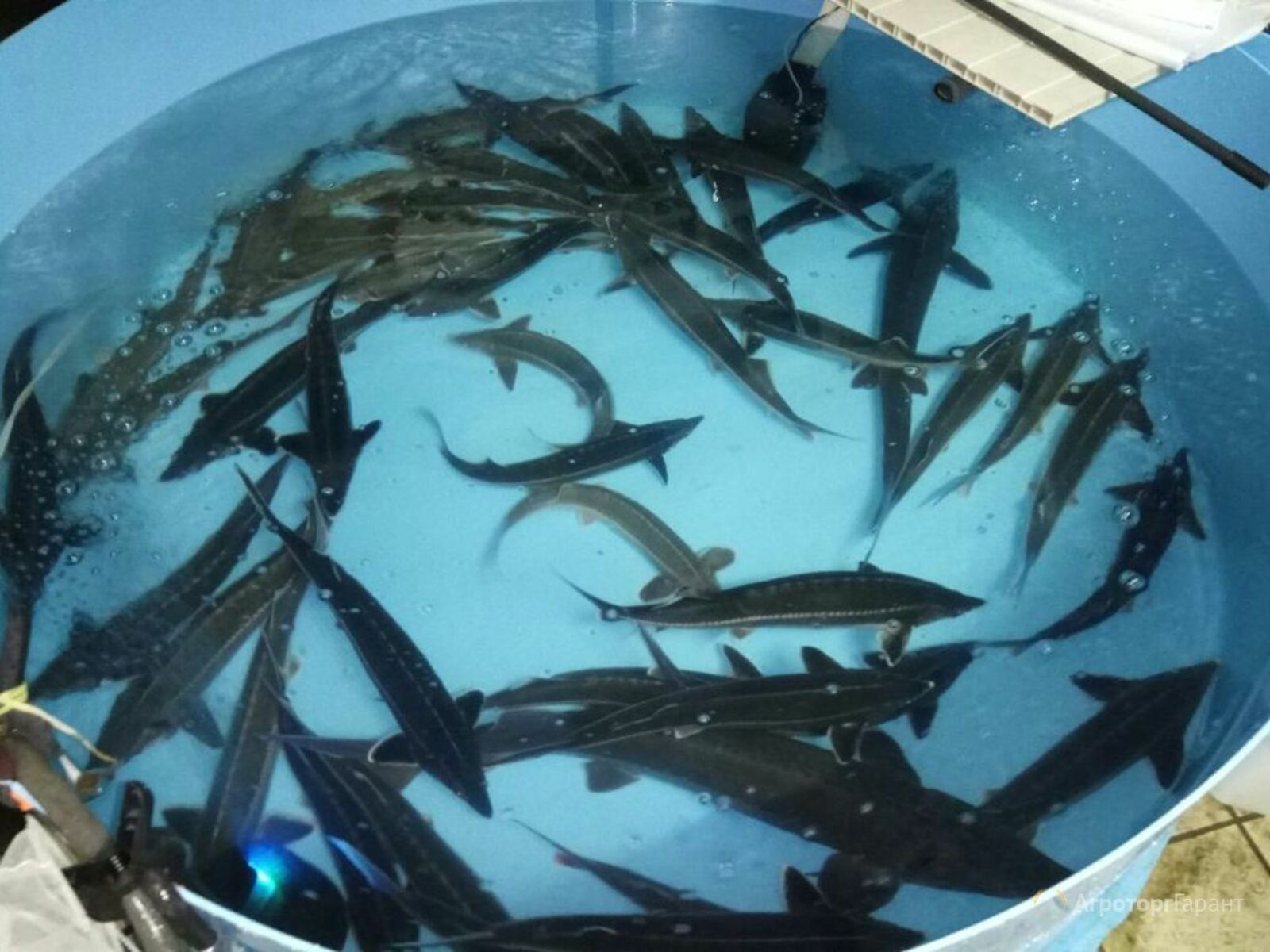 В Башкирии откроют производство по выращиванию осетровых рыб
