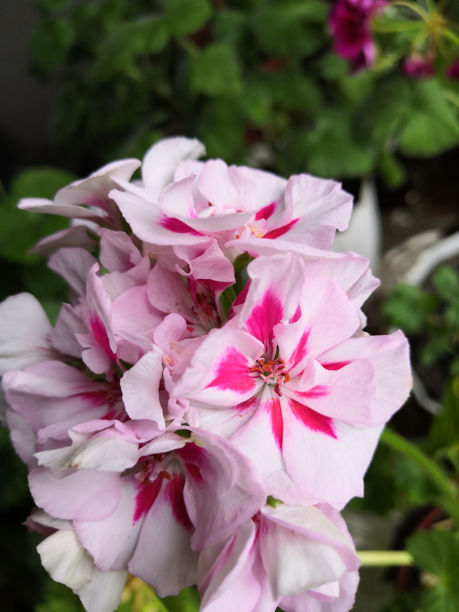 Названа эффективно снижающая уровень холестерина ягода