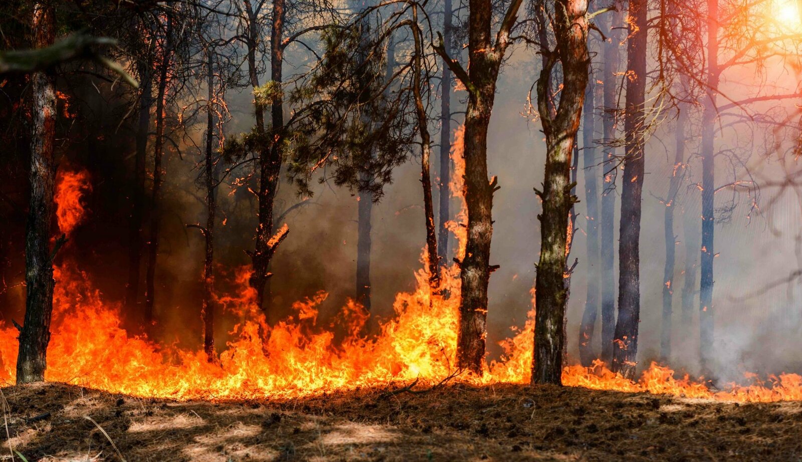 О соблюдении противопожарных правил поведения в лесу и на прилегающих к лесу территориях