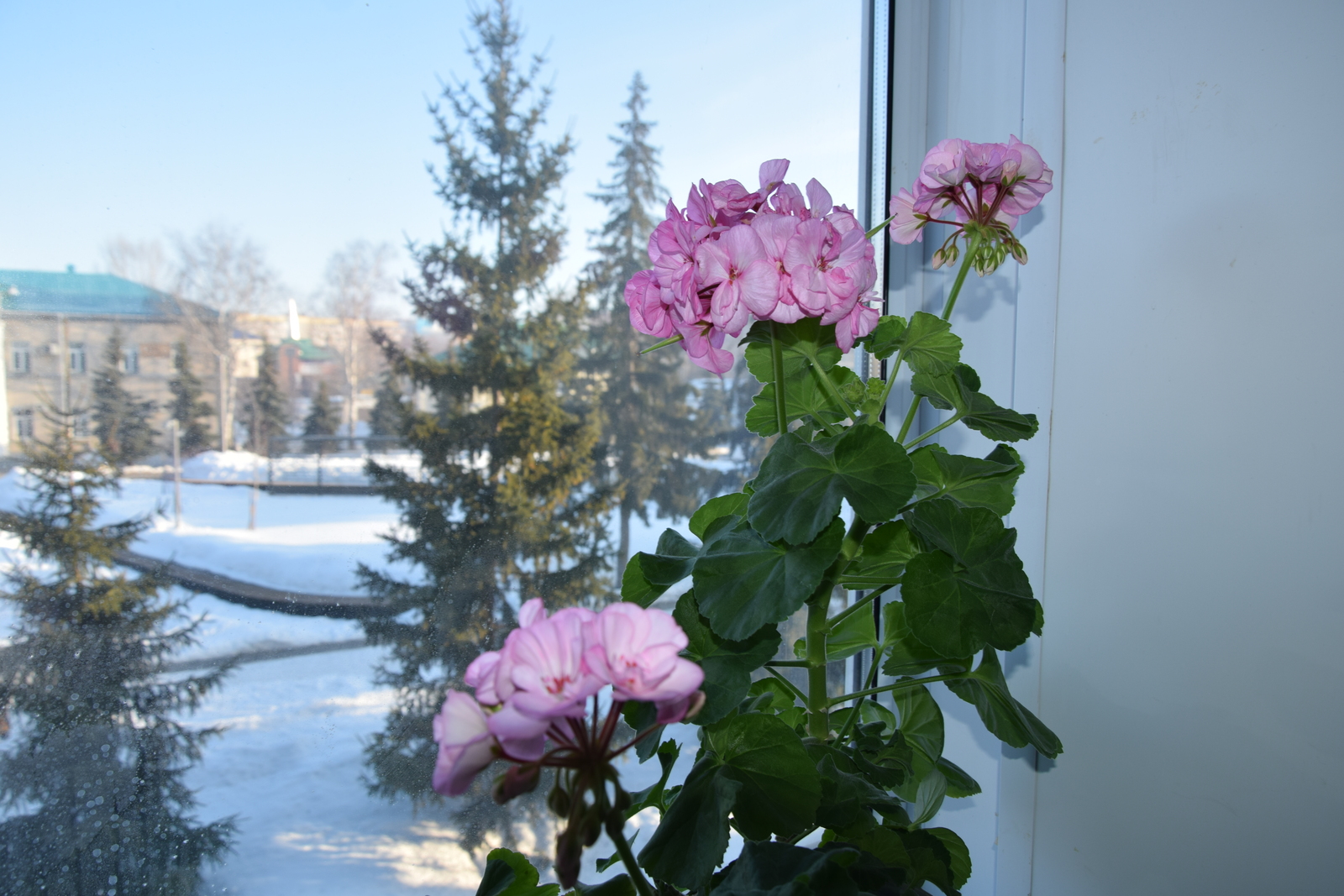 Весна торопит: приводим комнатные цветы в порядок
