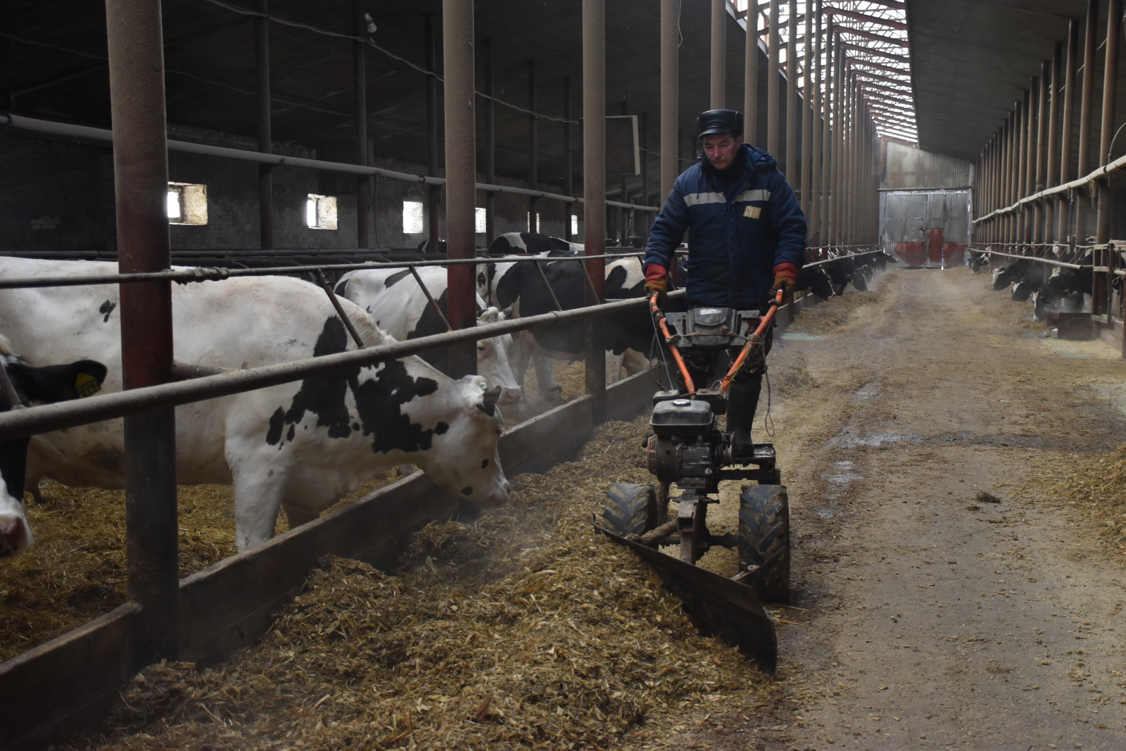 Как проходит зимовка скота на Зирганской МТФ в Мелеузовском районе