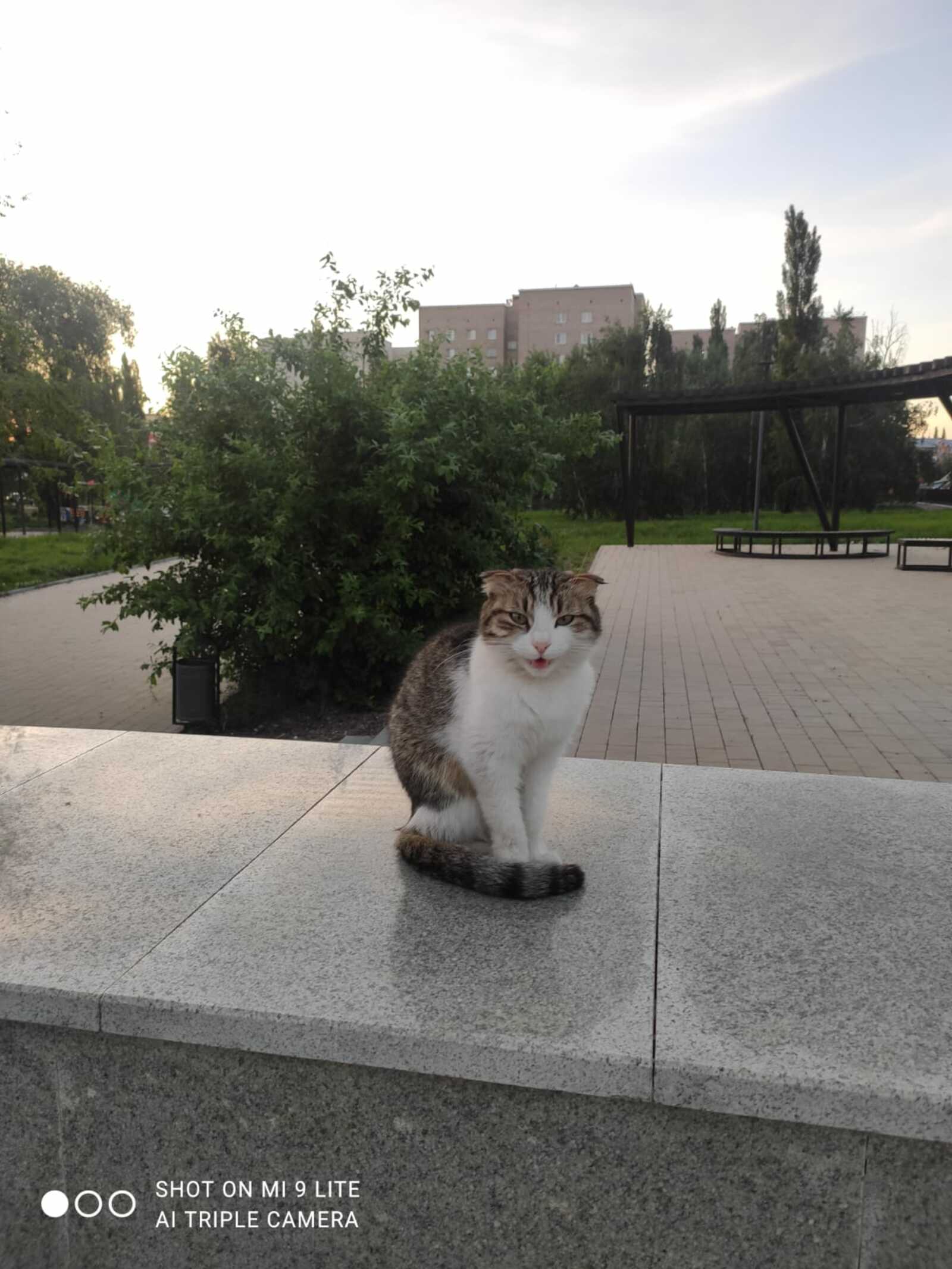 Почему кошки предупреждают хозяев о бедствиях?