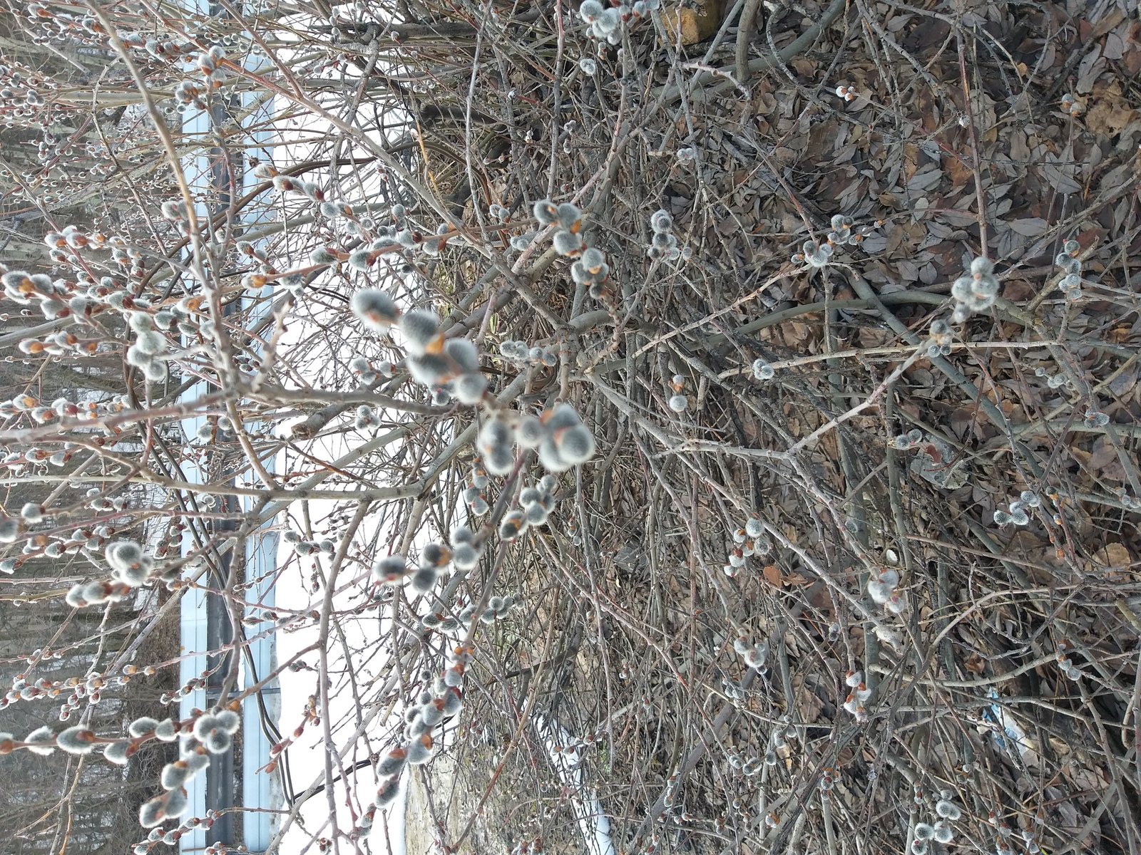 Мелеузовские поэты воспевают апрель в своих стихотворениях