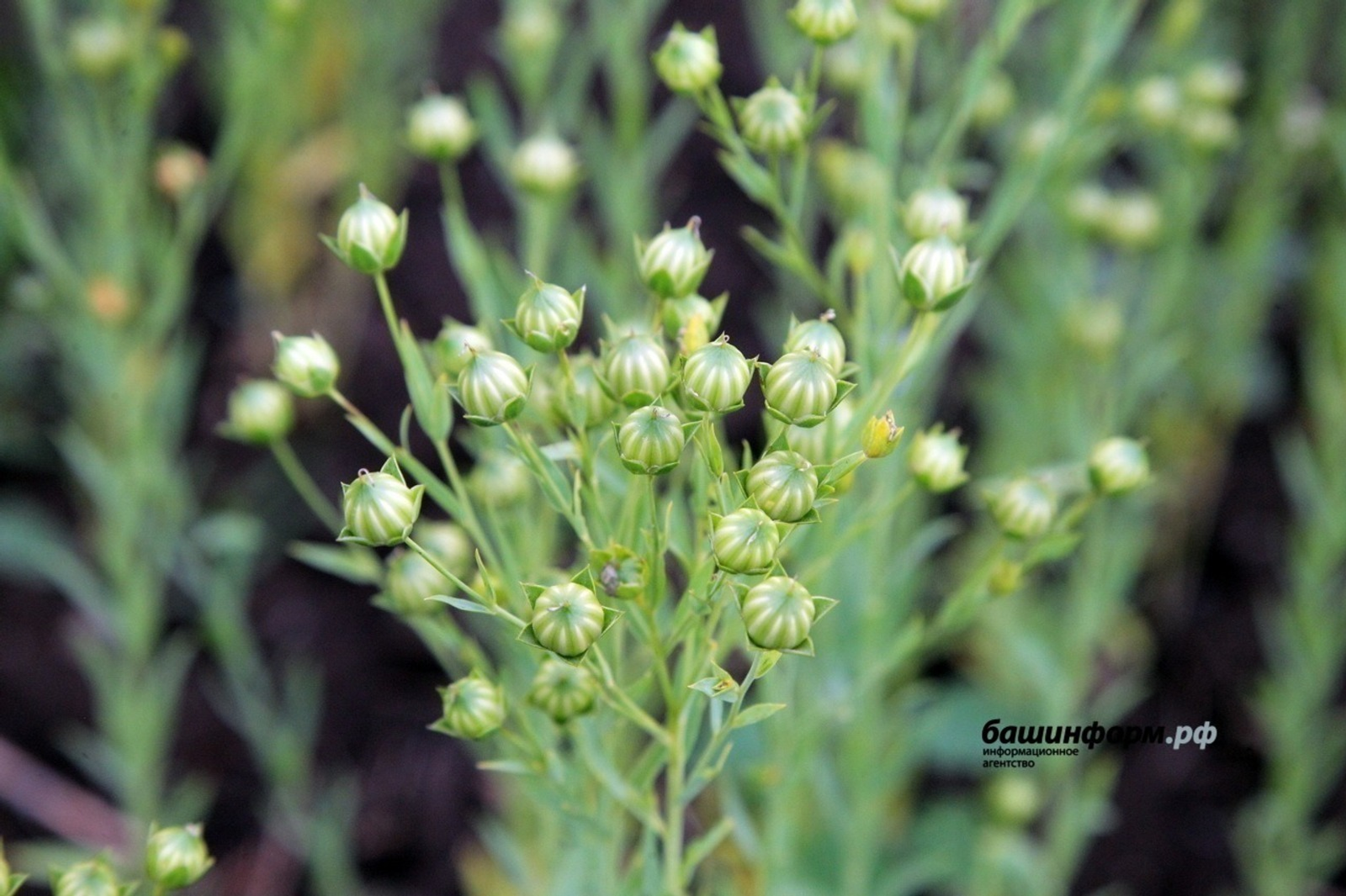 Башкирия с начала года  экспортировала более 2 тысяч тонн семян