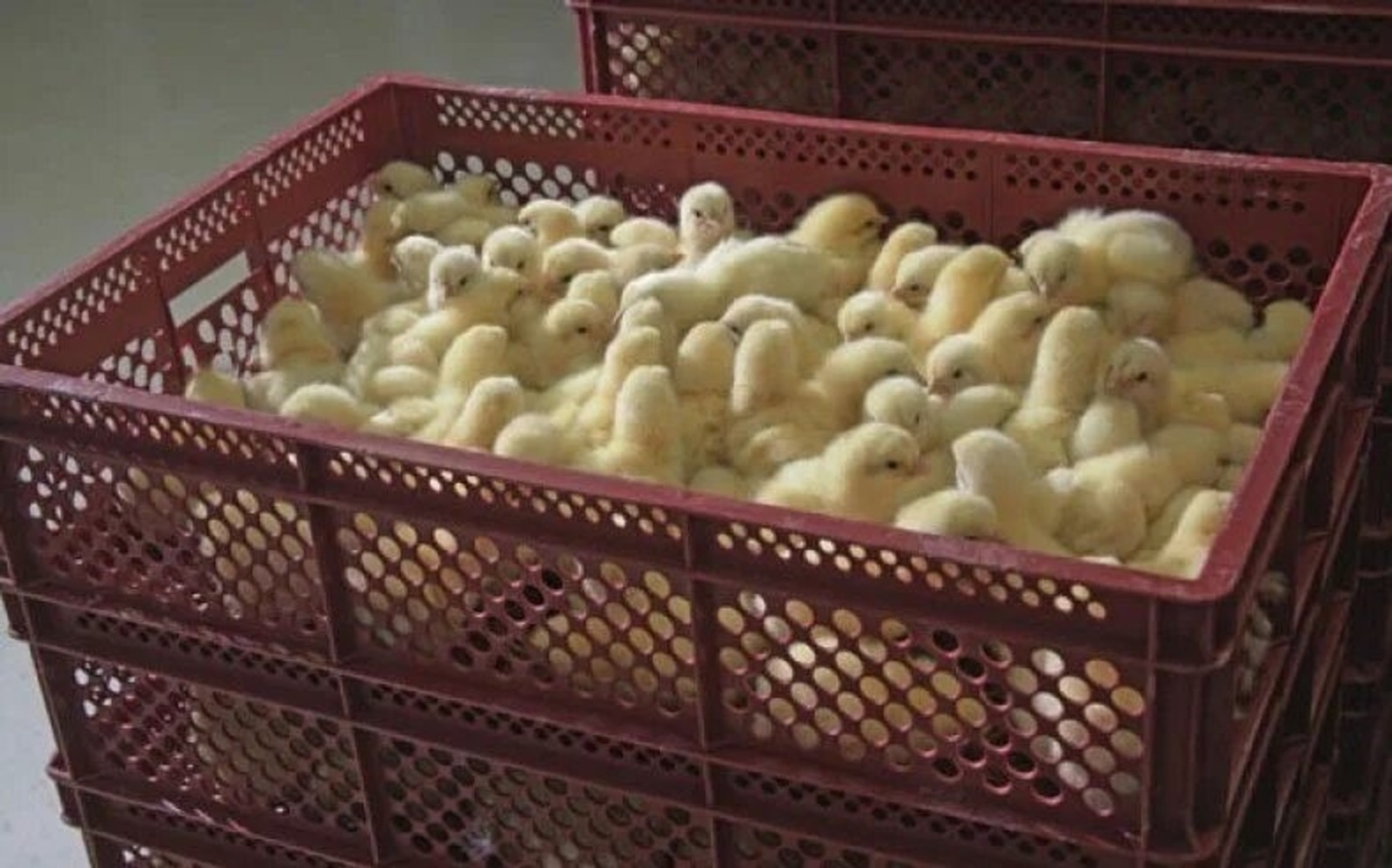 Башкирия увеличила экспорт молодняка сельскохозяйственной птицы