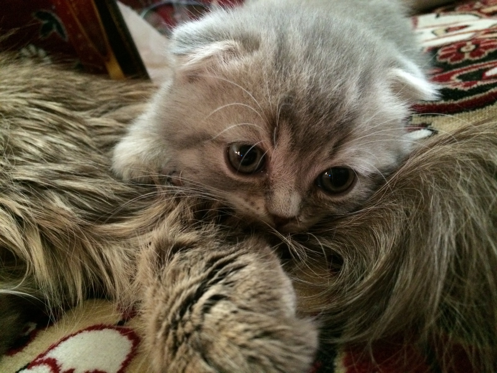 Полиция предупреждает: будьте бдительны при онлайн-покупках!