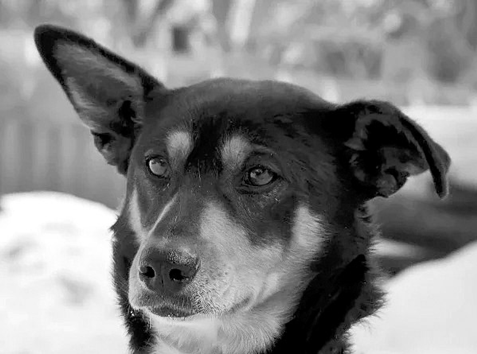 Подкидыш, или Воспоминания о моём Тузике