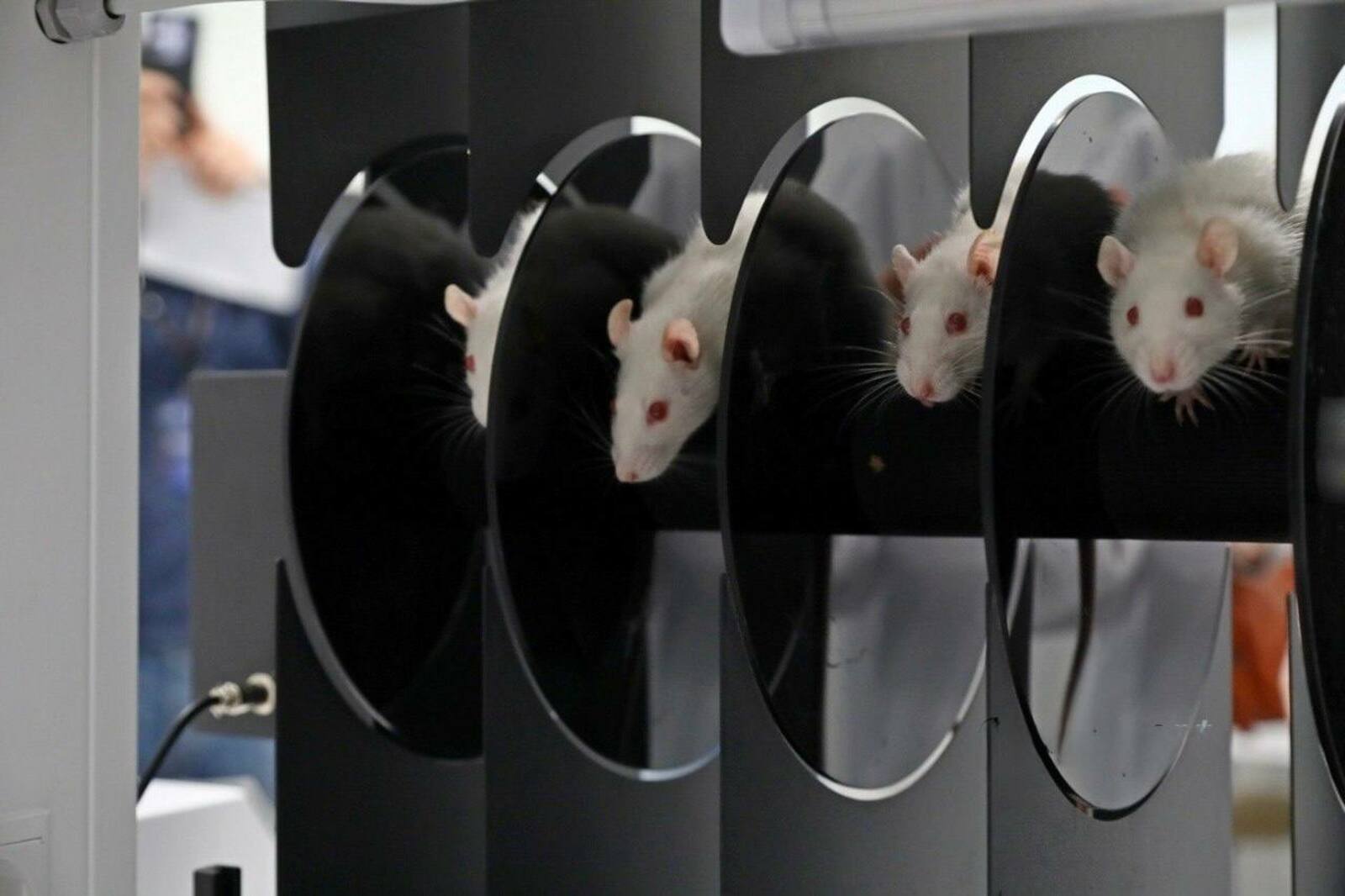 В Межвузовском кампусе - новый этап исследований в разработке антидепрессанта