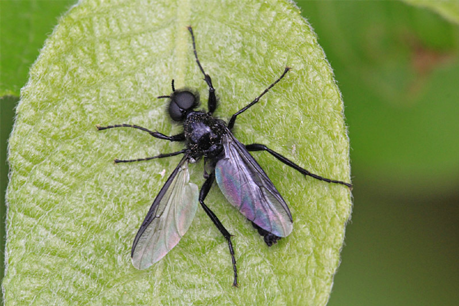«Чёрные мухи» в саду: кто они и стоит ли их бояться?