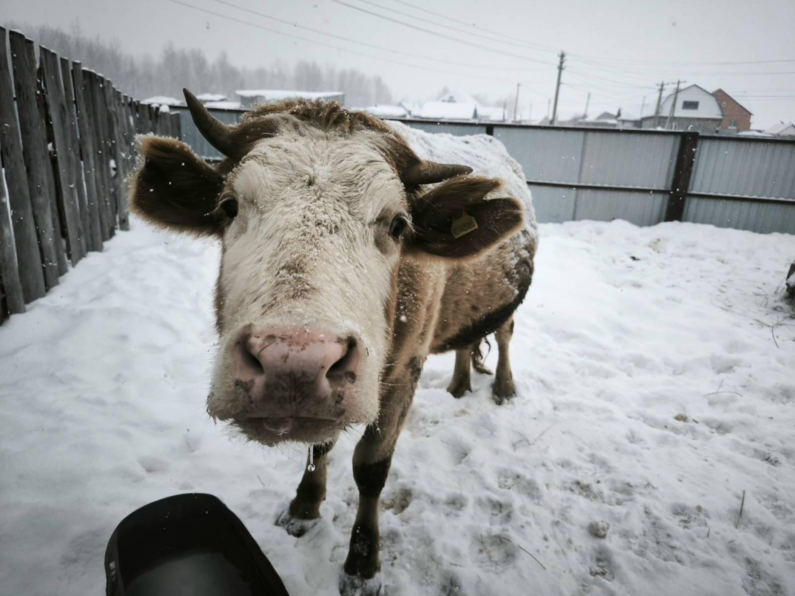 В двух селах Башкирии сняли карантин по бешенству