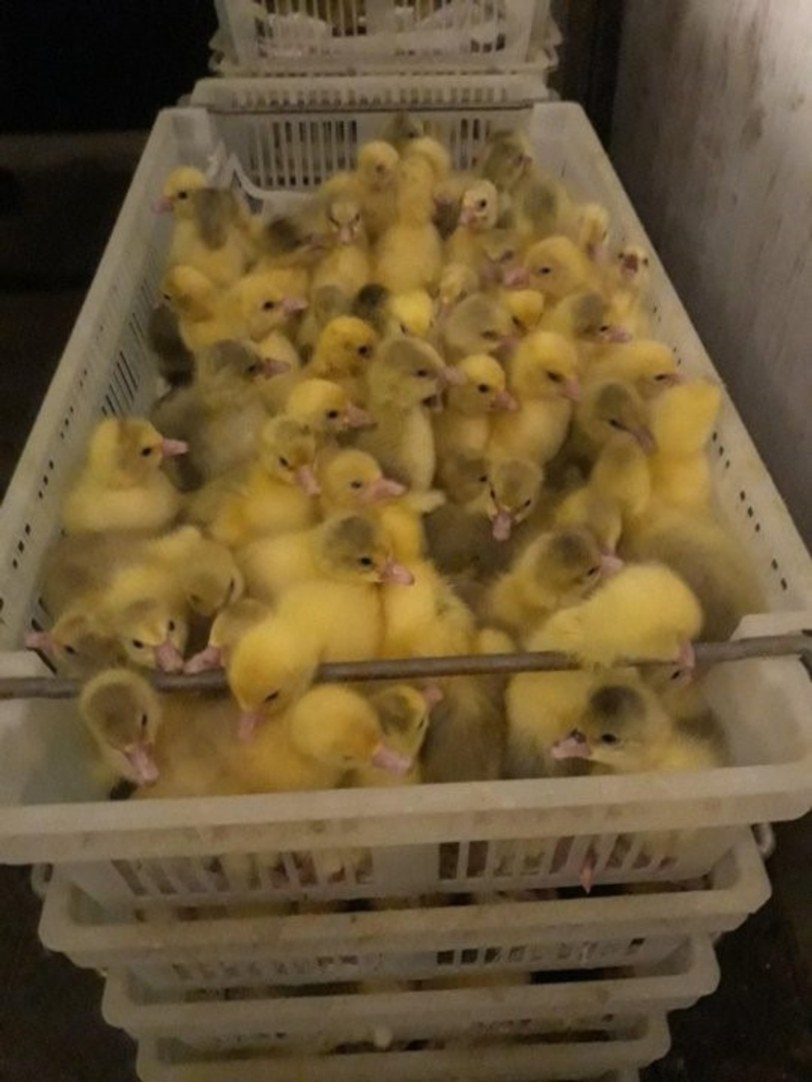 Башкирия поставила в страны Таможенного союза 140 тысяч молодняка птицы