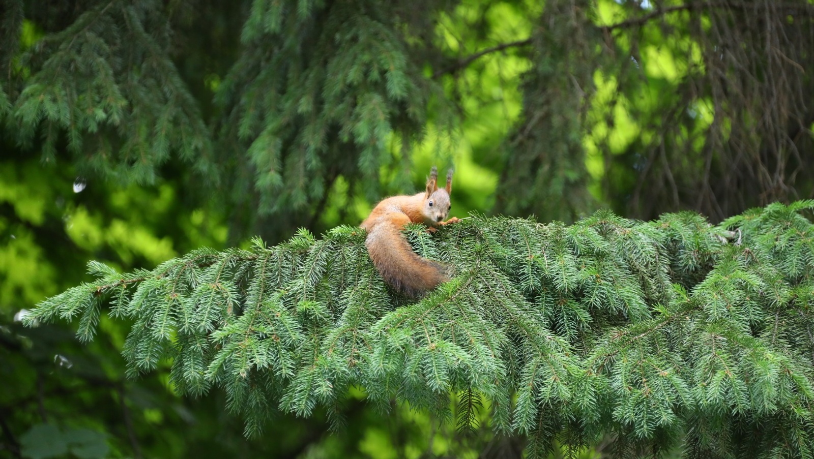 В Башкирии посадили полмиллиона деревьев в рамках акции «Сохраним лес»