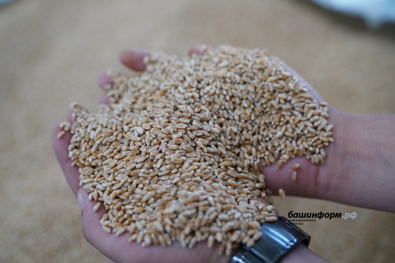 Башкирская пшеница пользуется большим спросом в Казахстане