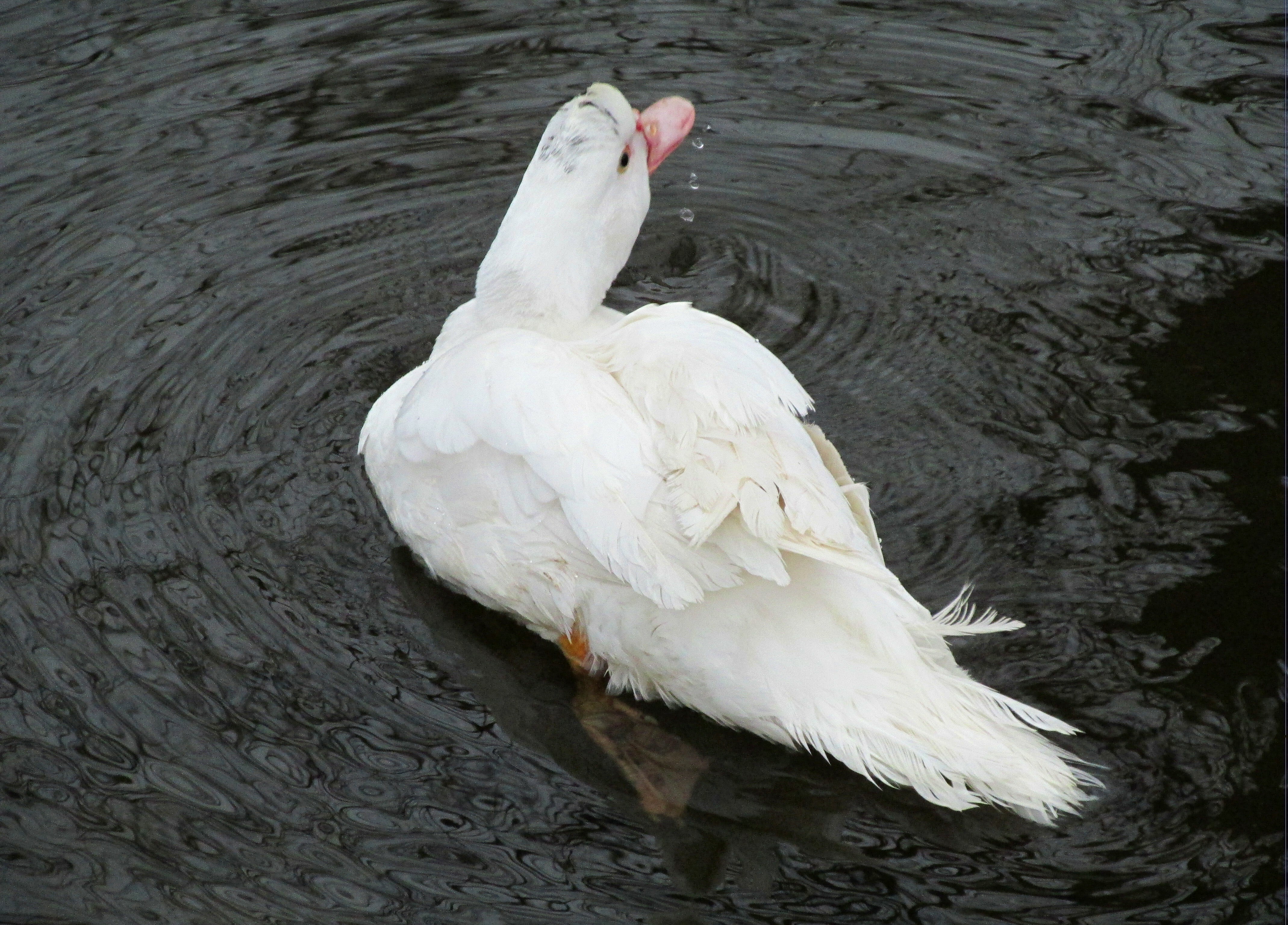 Житель Мелеуза Ильнур Байгильдин поделился интересным наблюдением