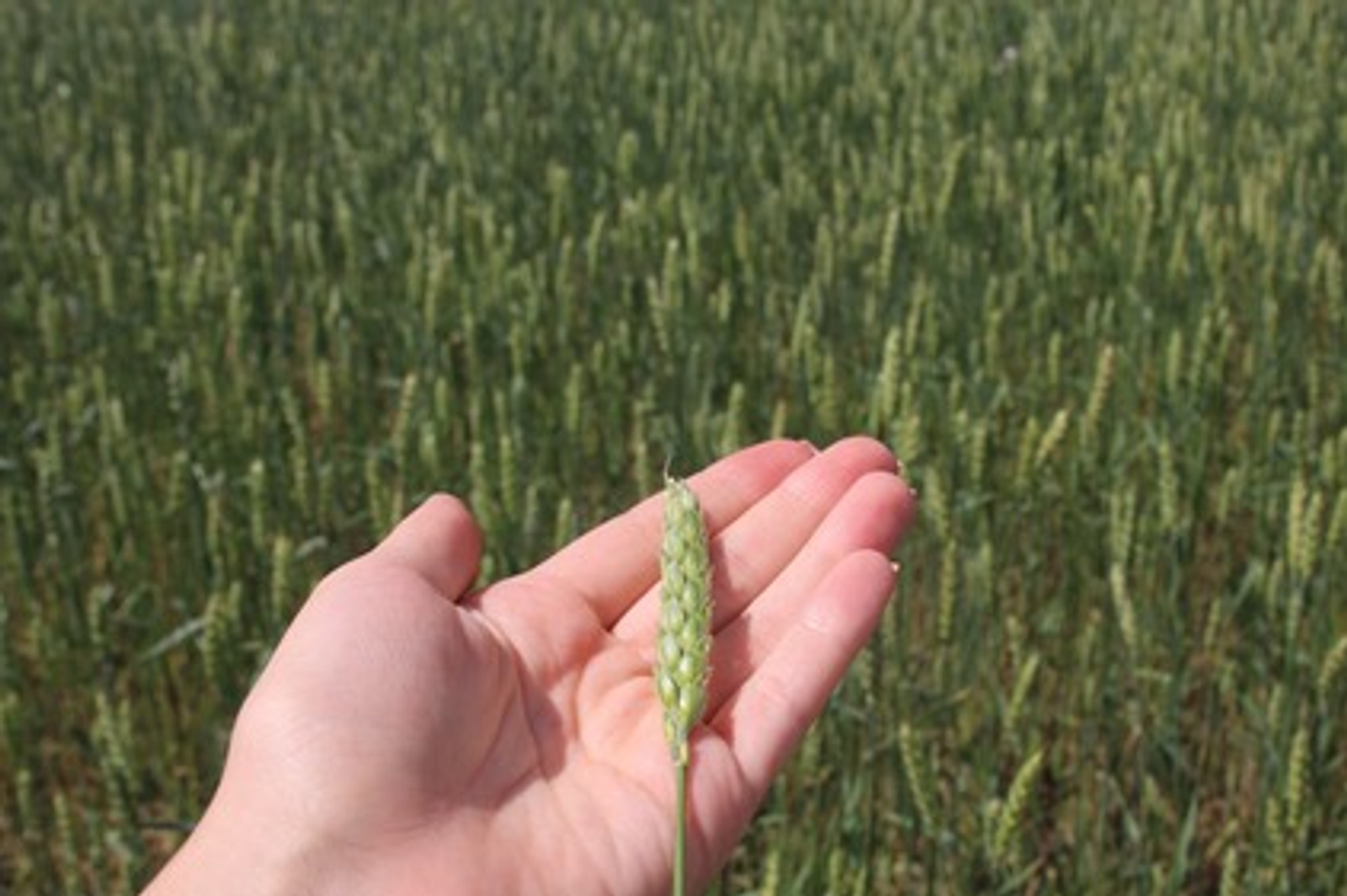 Производитель биопрепаратов из Башкирии начал реализацию продукции в ОАЭ