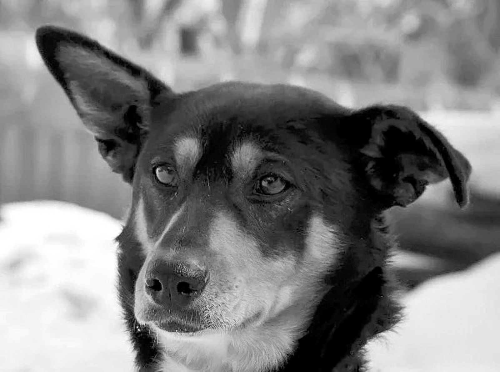 Ильнур Байгильдин рассказал о своём четвероногом друге детства