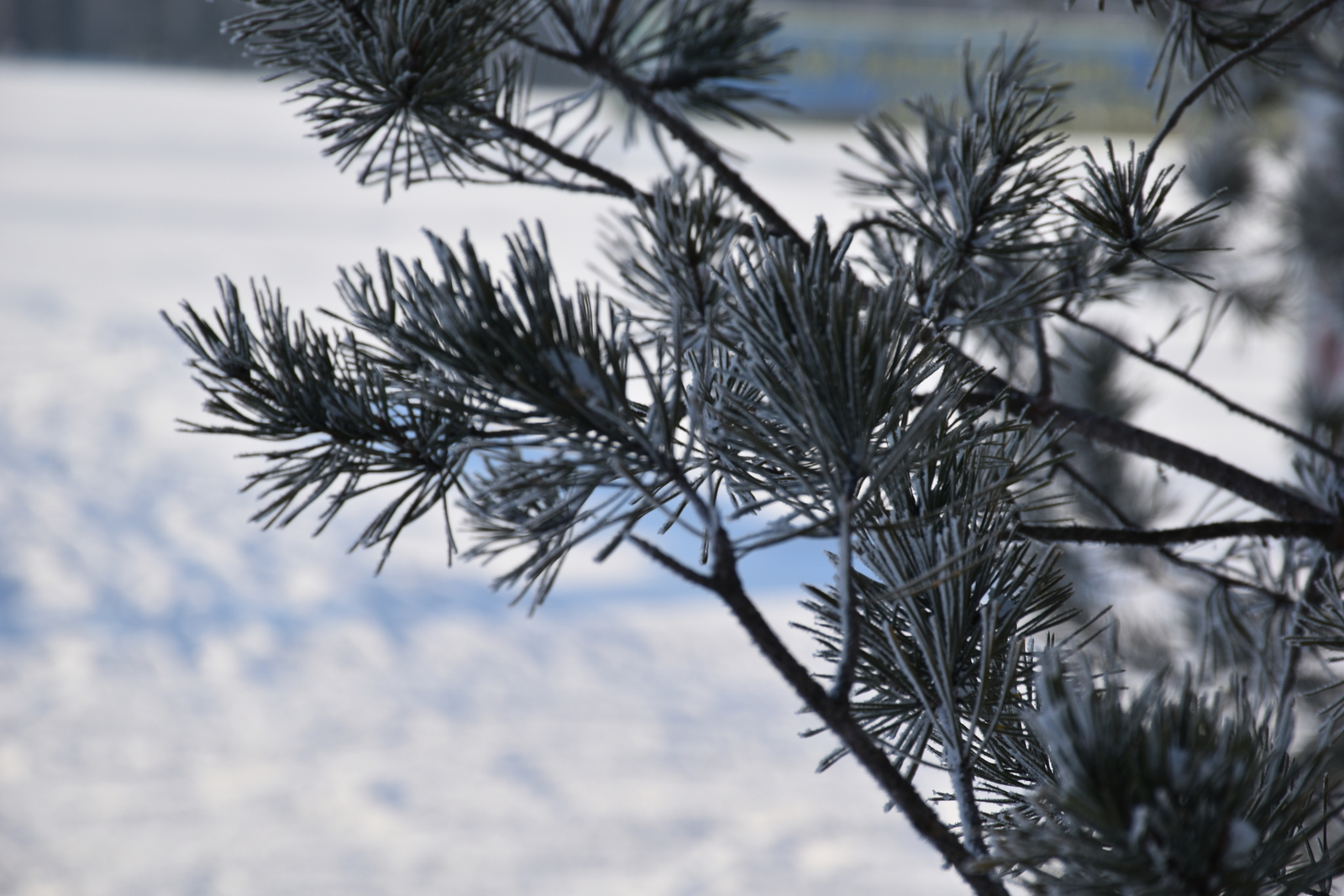 Мелеузовские поэты посвятили наступающему Новому году свои стихотворения