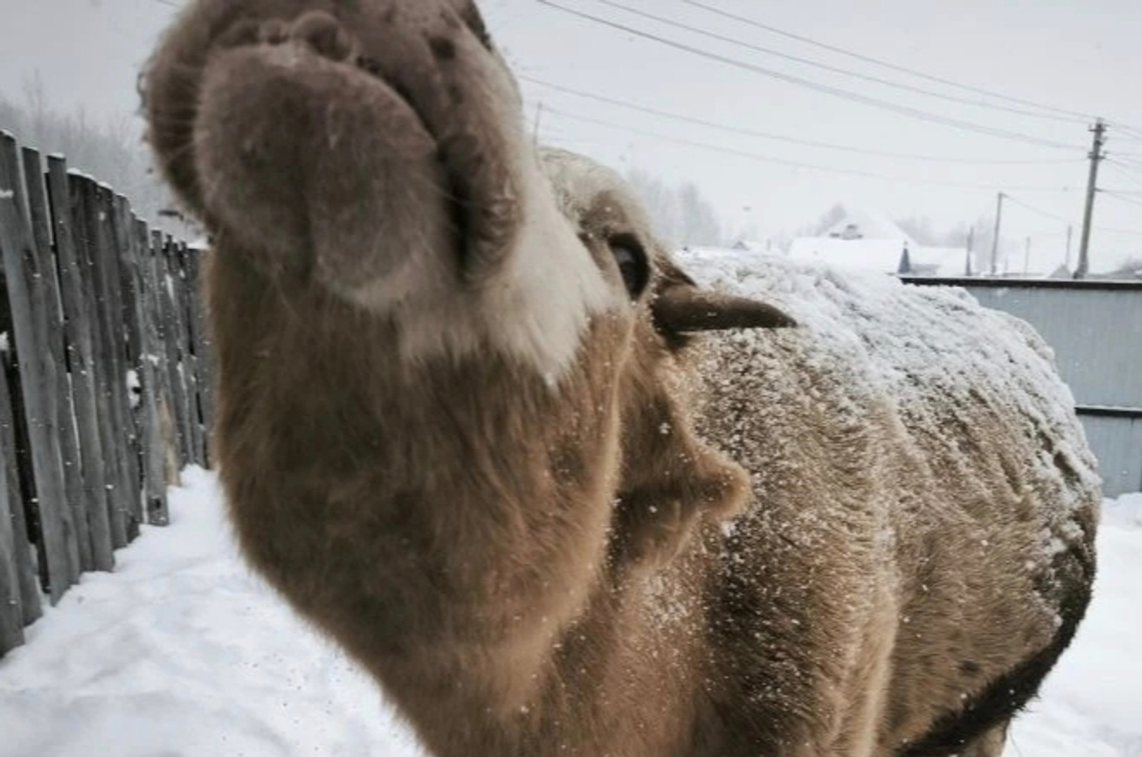 В башкирской деревне объявлен карантин из-за бешенства