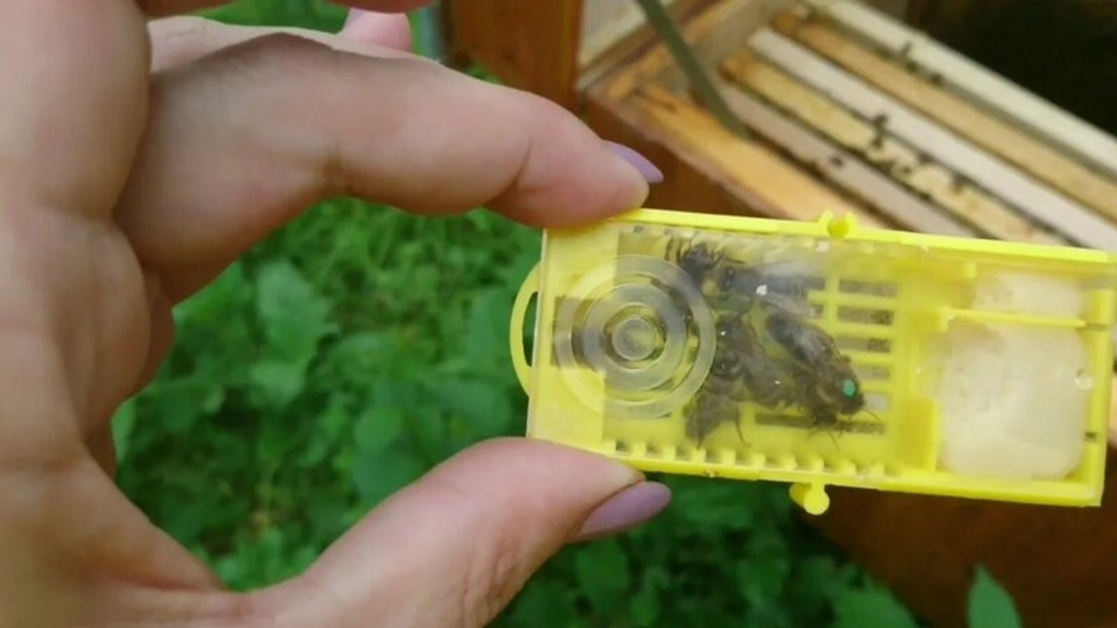 Пчеломаток башкирской пчелы впервые экспортировали в Иорданию