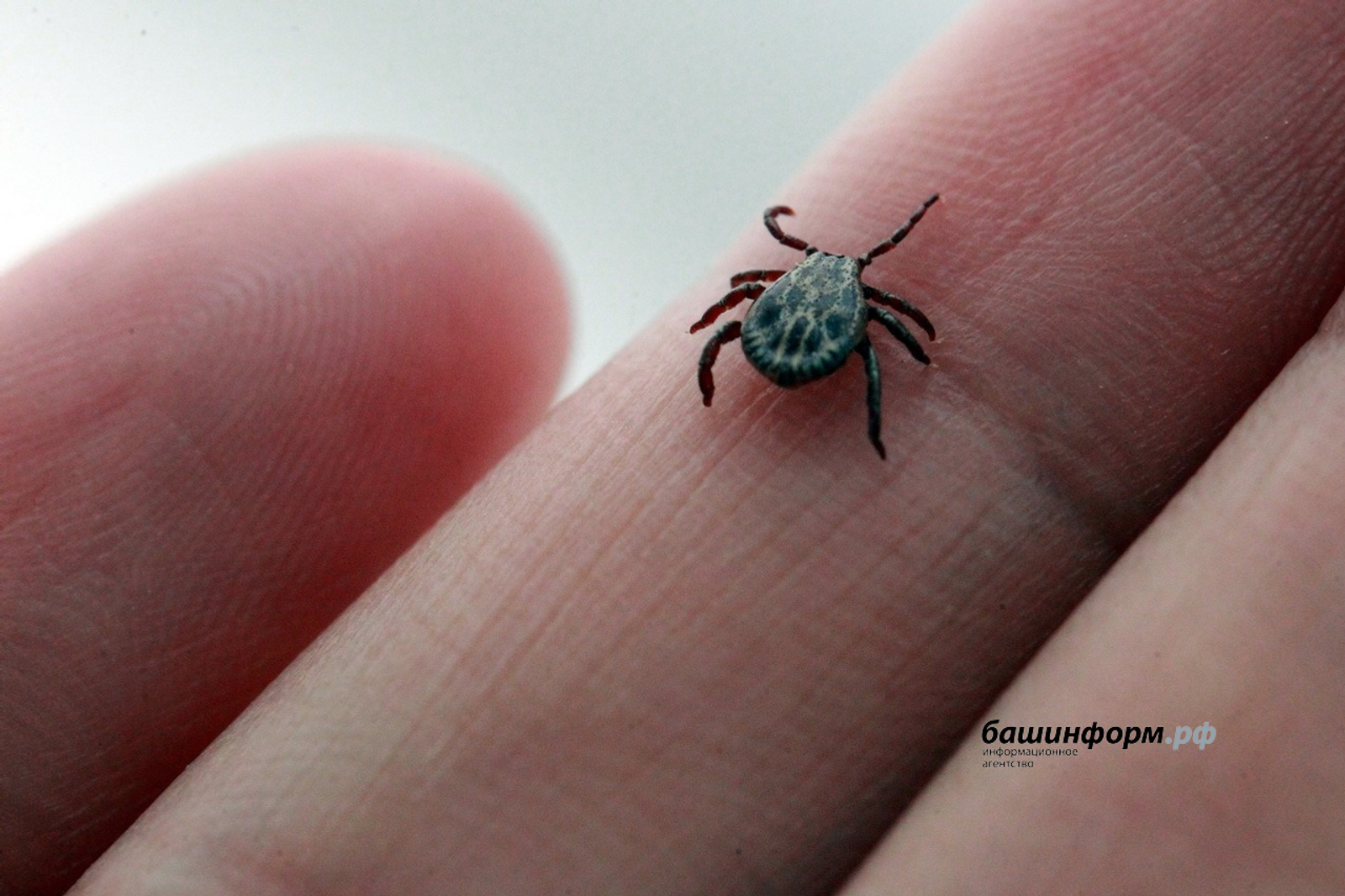 Клещи: держим оборону