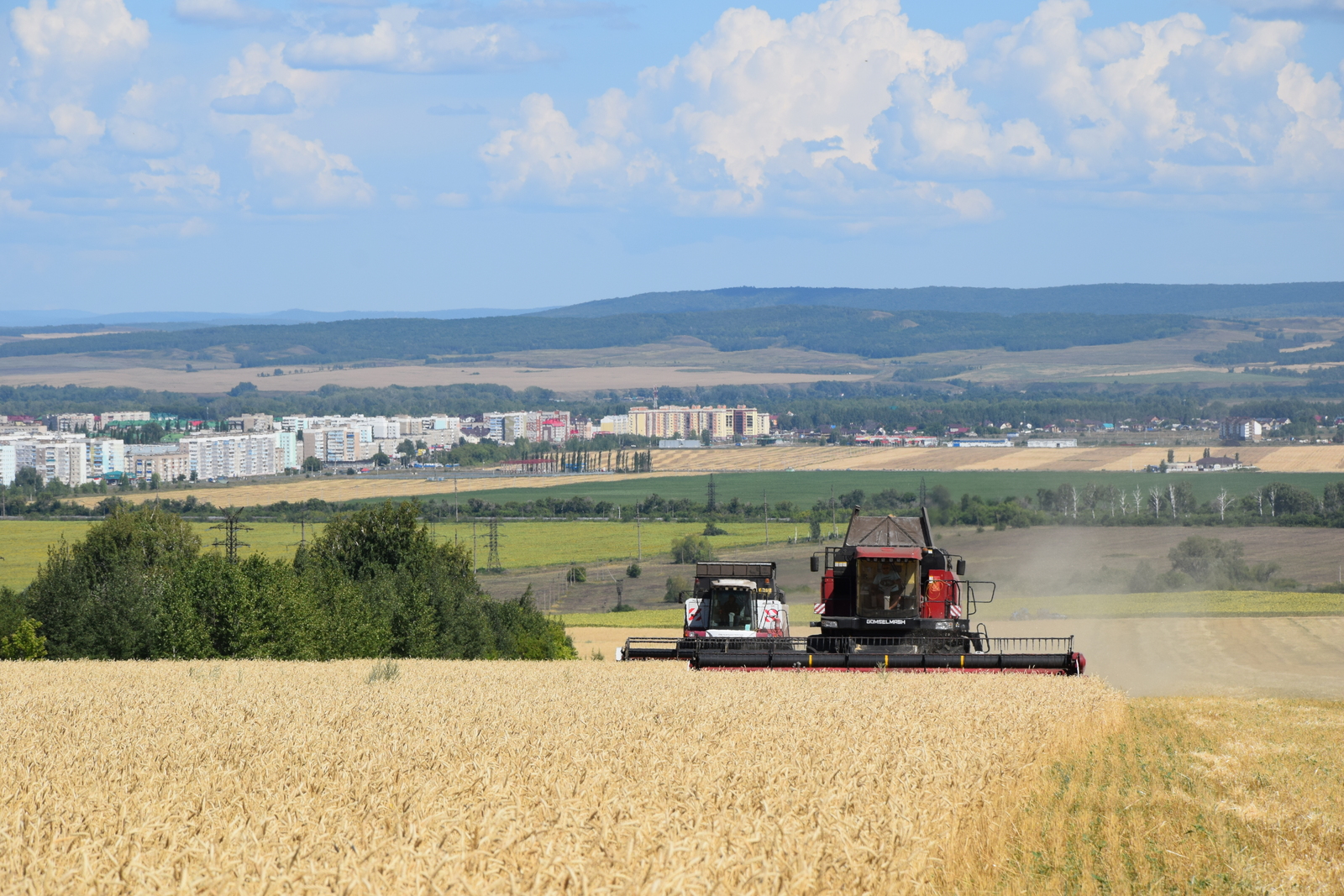 Специалисты Россельхозцентра напоминают о законодательстве в сфере семеноводства