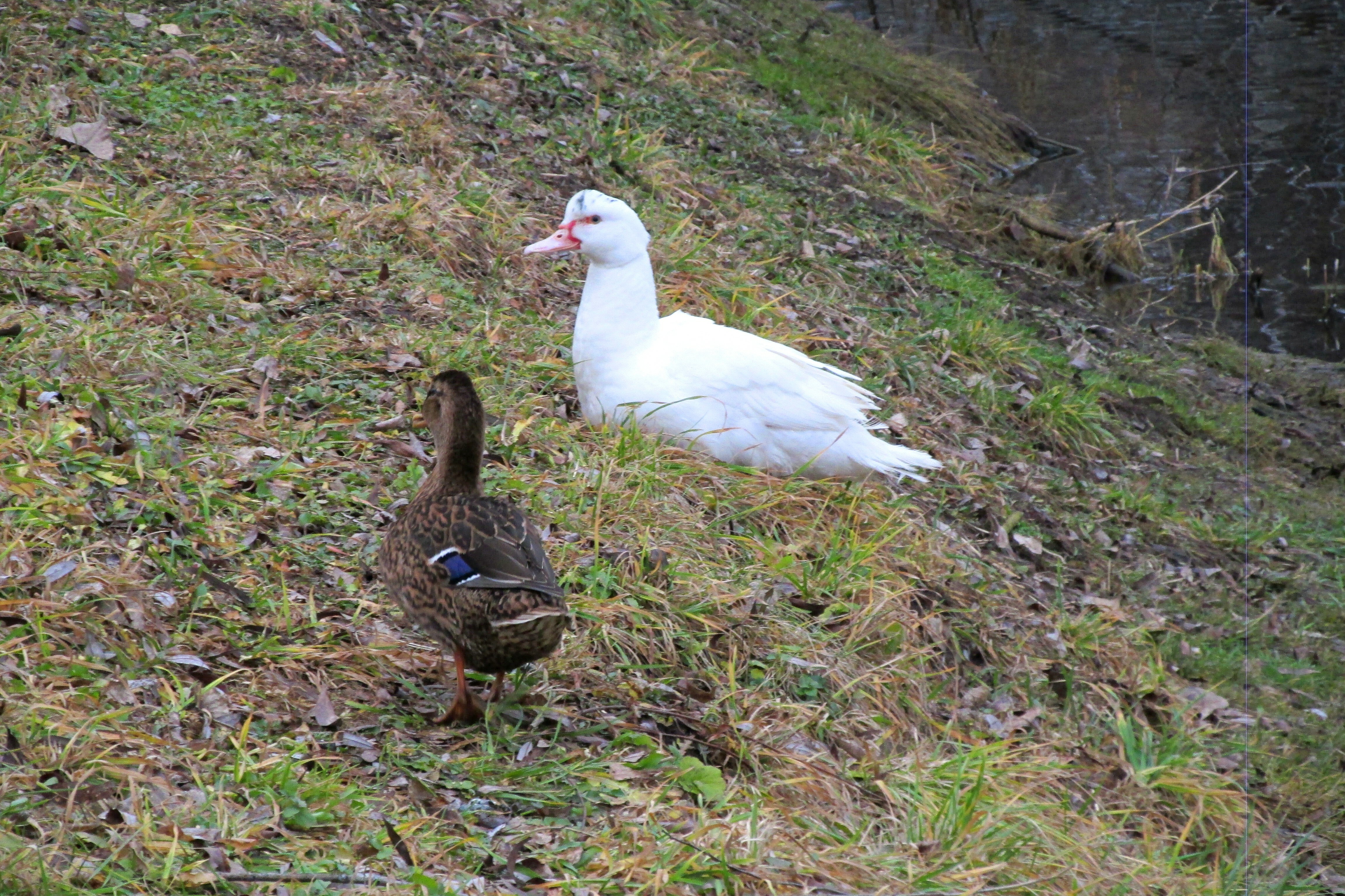 Житель Мелеуза Ильнур Байгильдин поделился интересным наблюдением