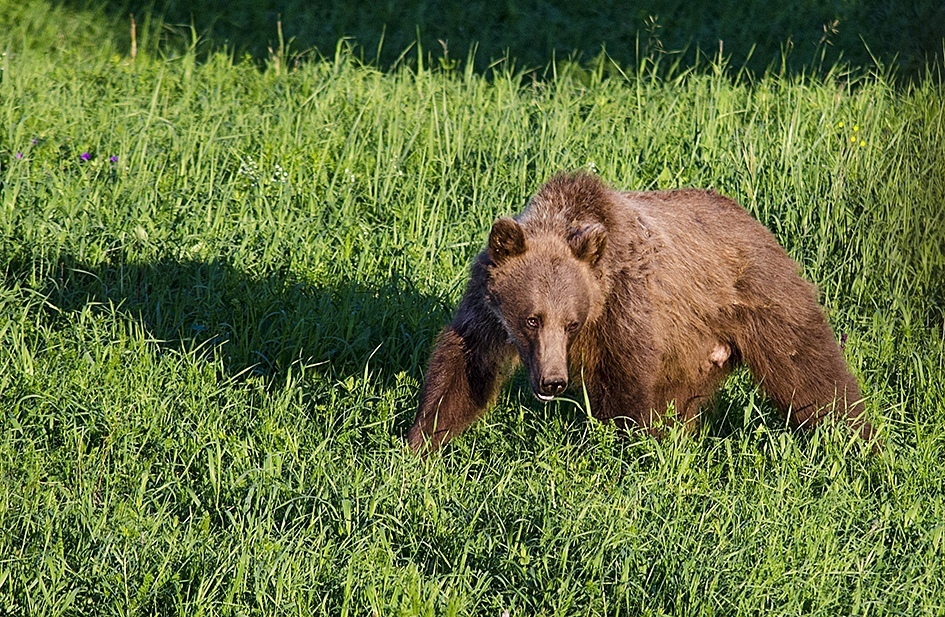 На побережье Нугушского водохранилища Мелеузовского района гуляли медведи
