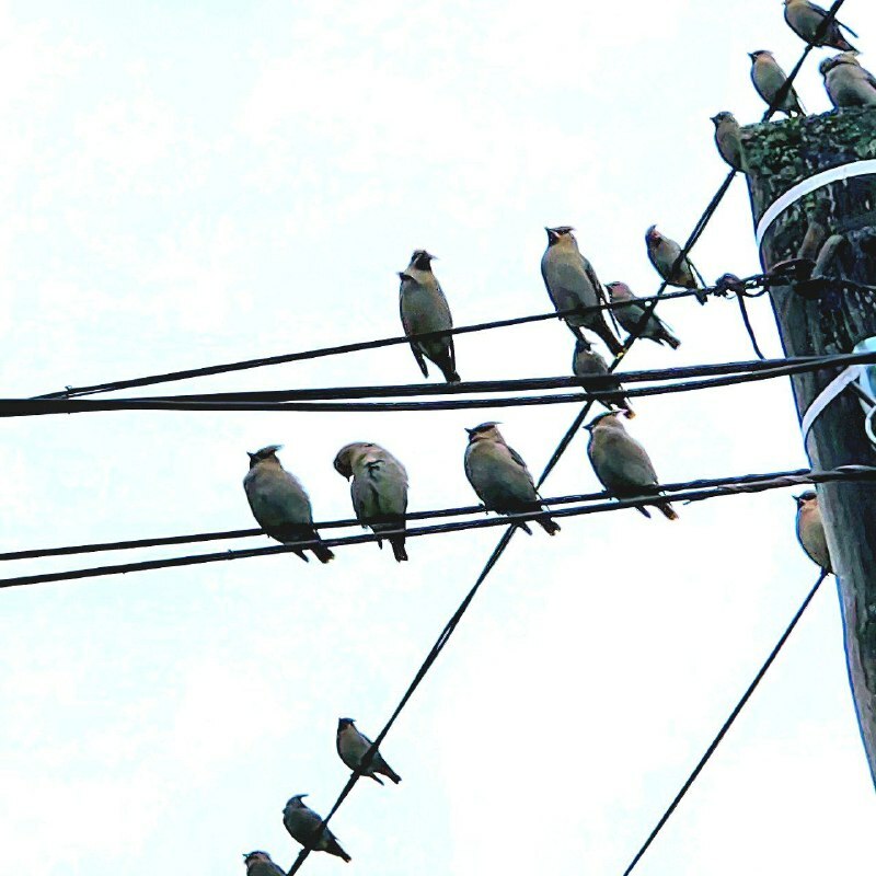 Сотрудница нацпарка "Башкирия" рассказала об охотниках за ягодами