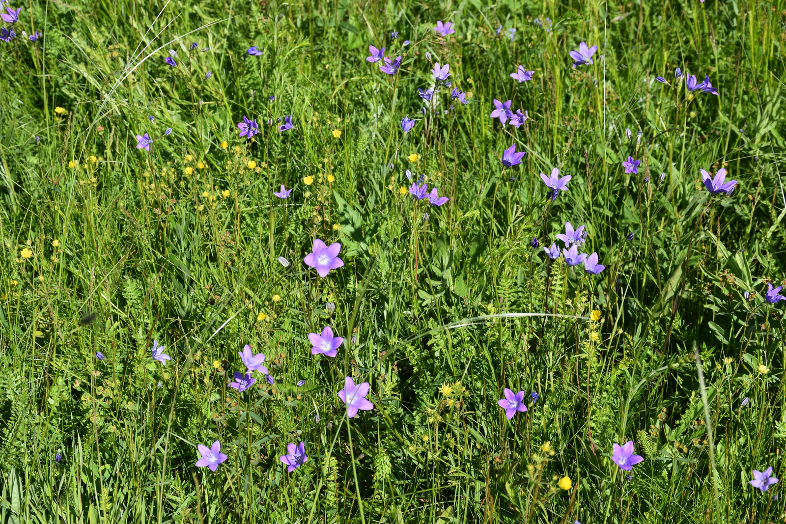 Женщина наказана за воровство на маркетплейсах