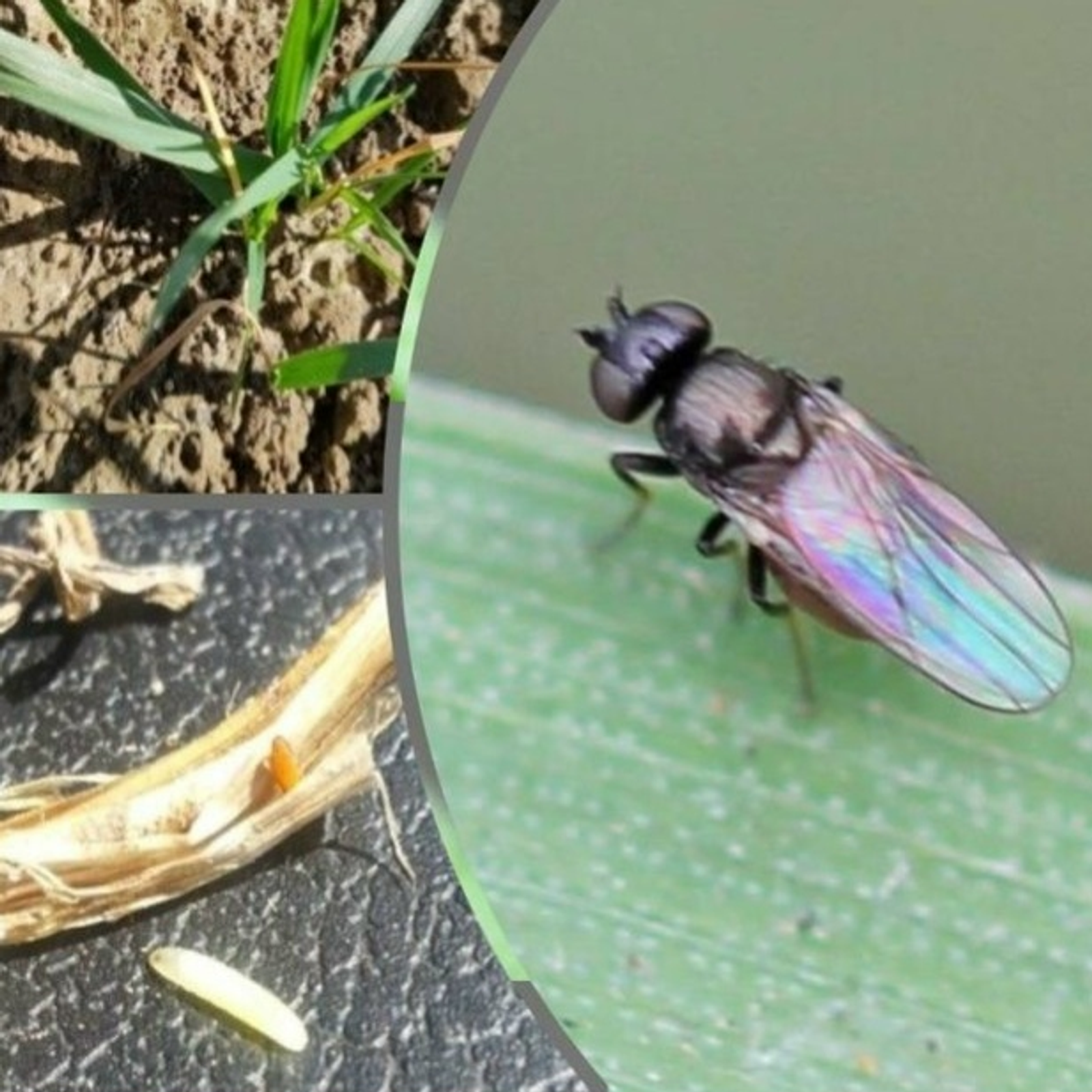 Специалисты Россельхозцентра советуют: чем опасна шведская муха для посевов?