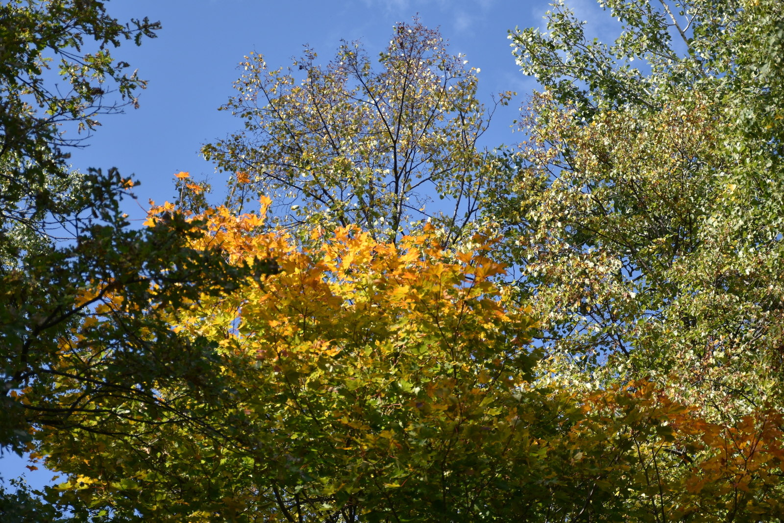 Поэты Мелеузовского района пишут об осенней поре