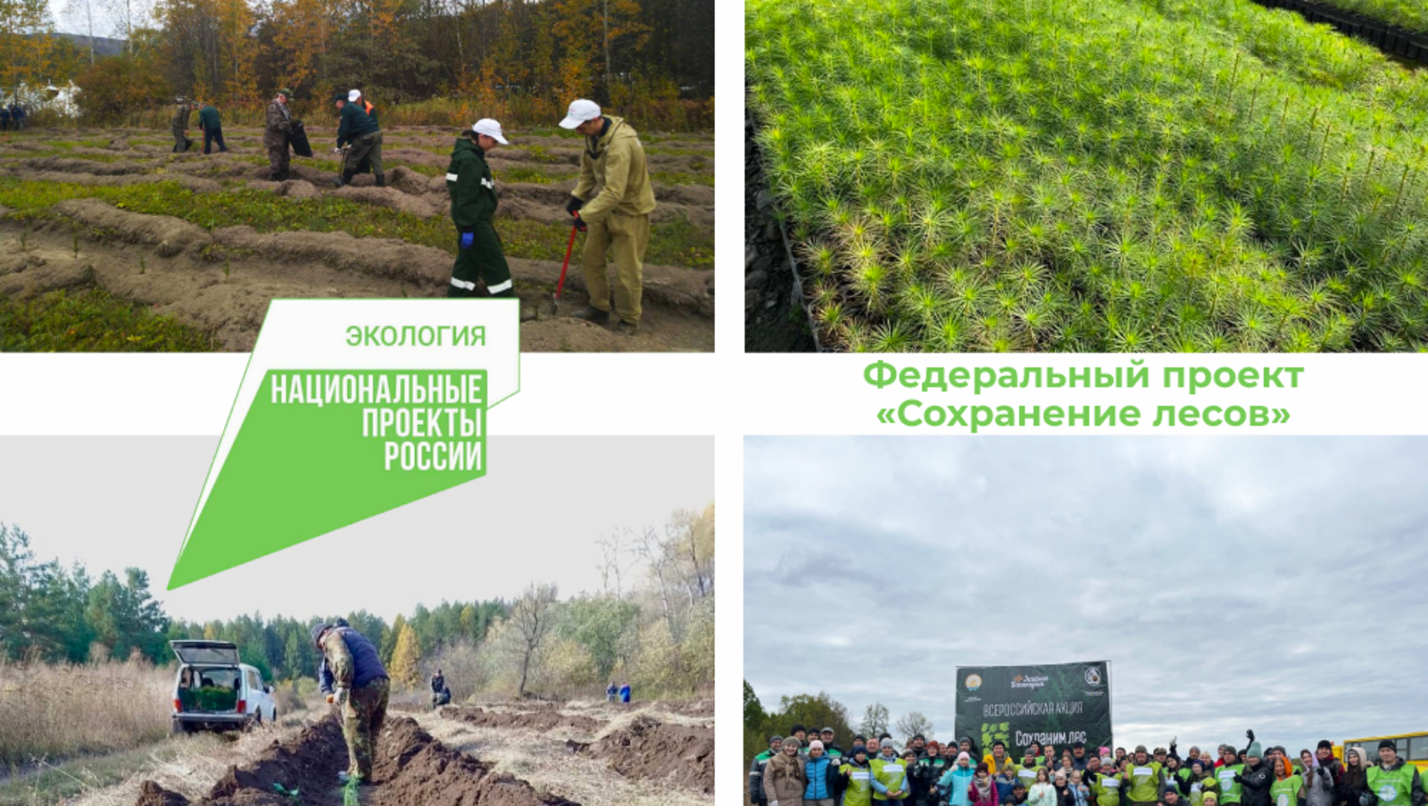 В Башкортостане лесовосстановление в рамках нацпроекта "Экология" проведено на площади 15,7 тыс. га