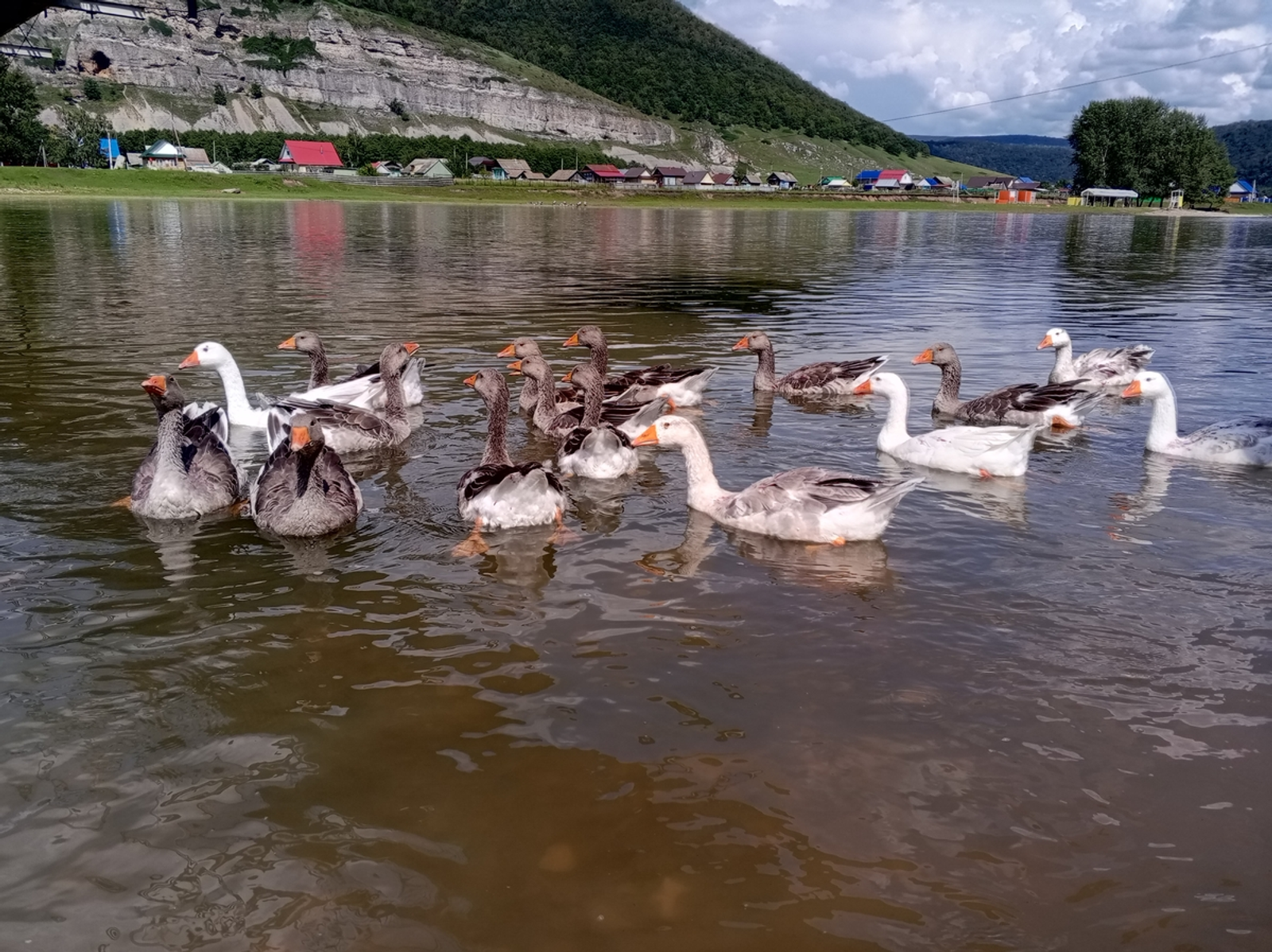 Башкирия увеличила экспорт птицы почти на 50%